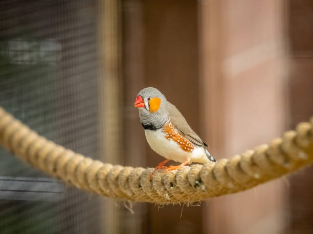 Tropical Zebra Finch bird sitting on a rope in cage in  zoo