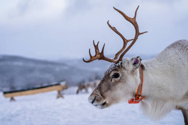 istock A reindeer with massive antlers 1146304388