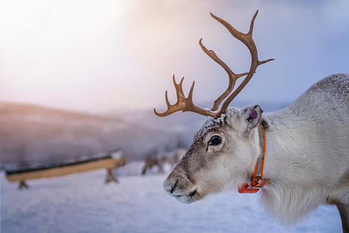 Portrait of a reindeer with massive antlers pulling sleigh in snow, Tromso region, Northern Norway