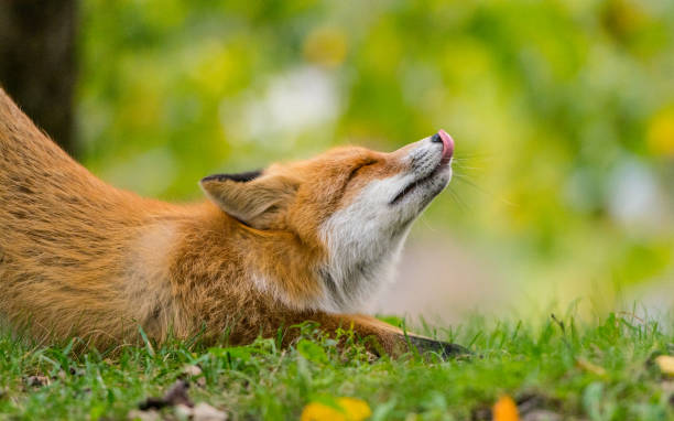 istock Yoga of the fox 1146304425