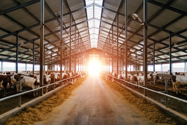 Breeding of cows in free livestock stall