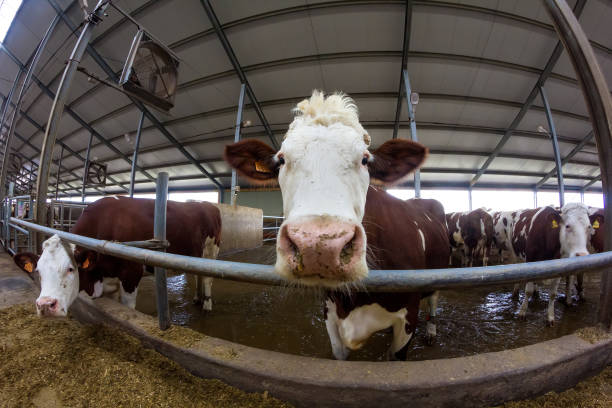 istock Muzzle of Montbeliard breed cow, close up 1146305227