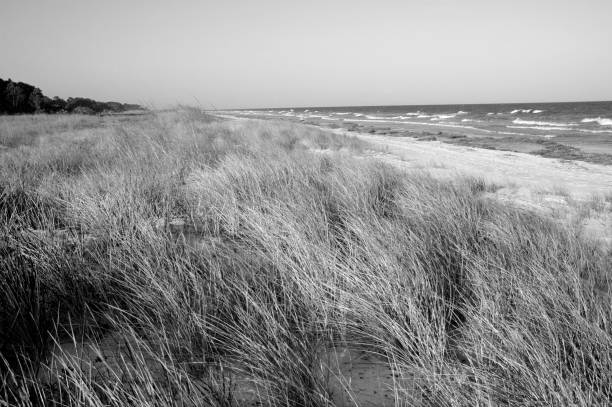 istock Beach Dunes and Sea Grass captured in black and white 1146305456
