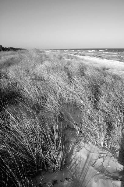 istock Beach Dunes and Sea Grass captured in black and white 1146305478
