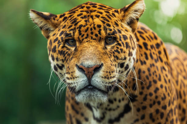Jaguar stock photo