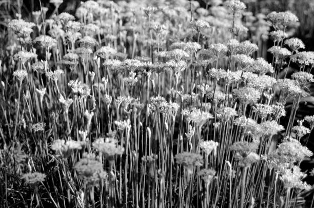 Chinese Chives--Allium tuberosom captured in black and white