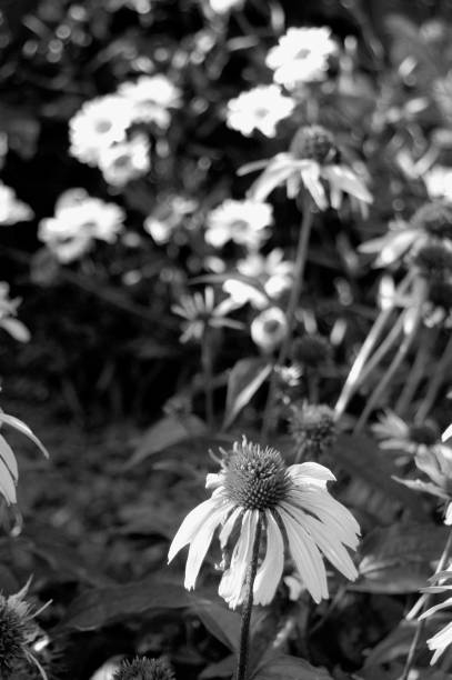 istock Purple Coneflower captured in black and white 1146306102