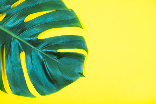 istock Tropical exotic plant green monstera leaf on yellow background. 1146307281