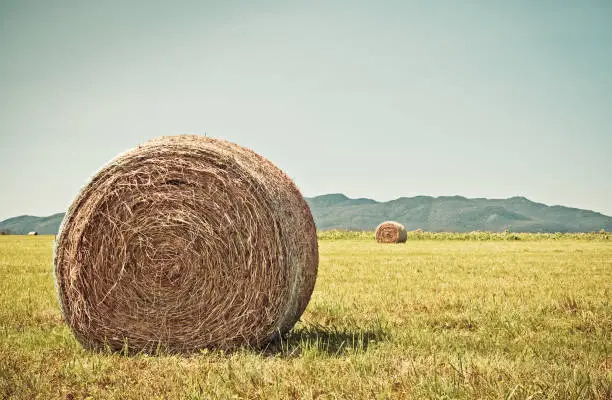Bale of hay in the sunny summer field, with mountains in the background.