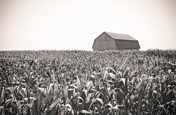 imagen retro de un granero en el campo de maíz - granja fotos fotografías e imágenes de stock