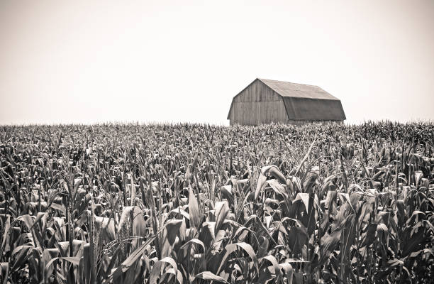 image rétro d’une grange dans le champ de maïs - corn crop corn photos photos et images de collection