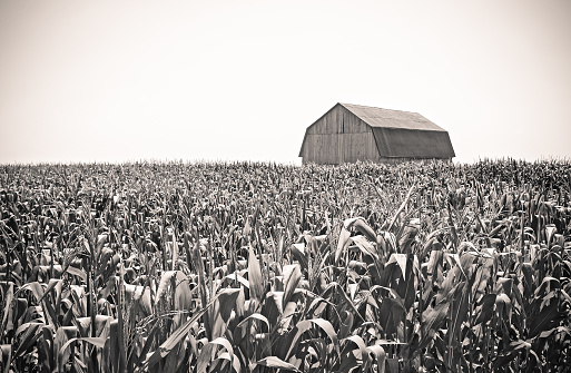Retro image of an old wooden barn in the cornfield.
