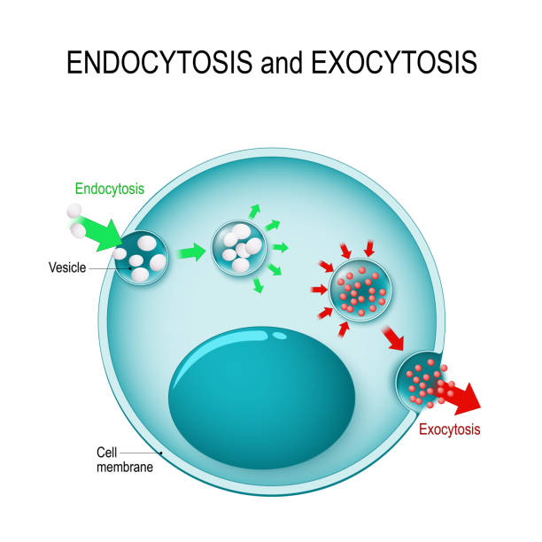 endocytosis and exocytosis in the cell endocytosis and exocytosis in the cell. endocytosis: transports proteins into the cell. exocytosis: transports molecules out of the cytoplasm. vesicles fuses with membrane, contents are secreted into the extracellular environment phagocytosis diagram stock illustrations