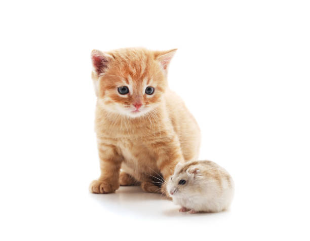 Little Cat And Hamster Stock Photo Download Image Now Animal Beauty Charming iStock