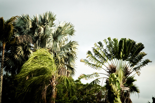 Various tall palm trees in florida getting blown from strong wind on overcast stormy day. Stylized and desaturated.