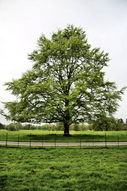 istock A picture of a Beech Tree in Shropshire 1146311105