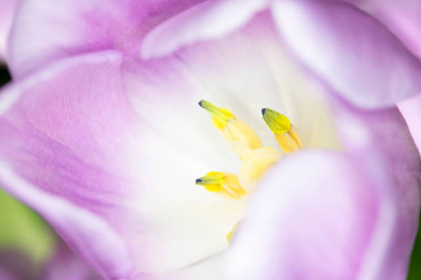 istock Beautiful Pink Tulip Macrophotography Background Close Up 1146311512