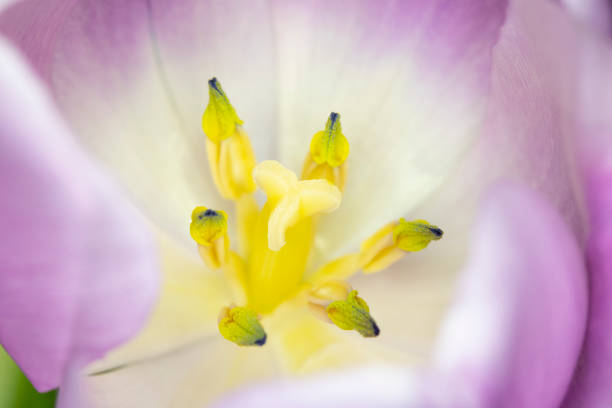 istock Beautiful Pink Tulip Macrophotography Background Close Up 1146311668