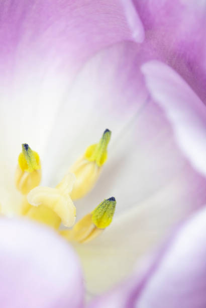 istock Beautiful Pink Tulip Macrophotography Background Close Up 1146312255