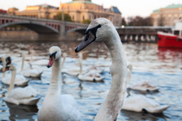 istock white swans at sunset on riverside 1146312412