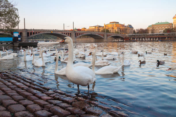 istock white swans at sunset on riverside 1146312417