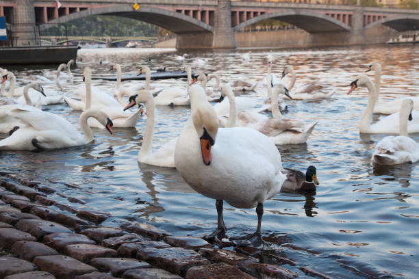 istock white swans at sunset on riverside 1146312419