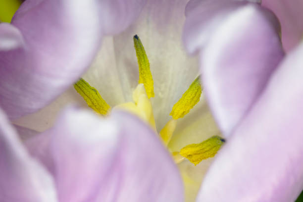 istock Beautiful Pink Tulip Macrophotography Background Close Up 1146312427