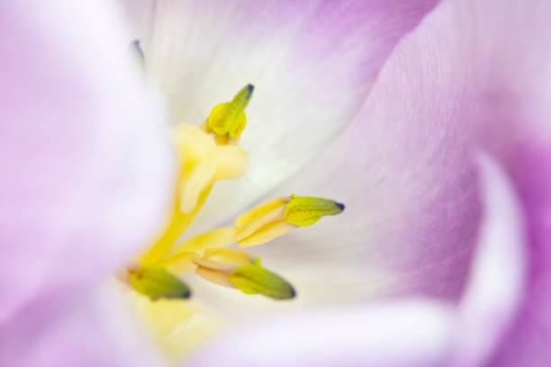 istock Beautiful Pink Tulip Macrophotography Background Close Up 1146312491