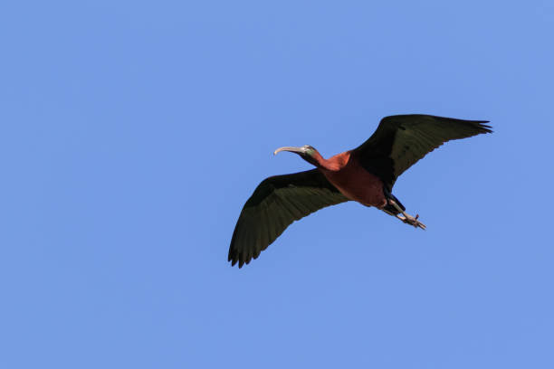 ibis brilhante (plegadis falcinellus) em voo - glossy ibis - fotografias e filmes do acervo