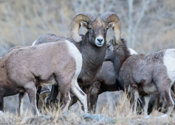 istock Wild Colorado Rocky Mountain Bighorn Sheep 1146314253