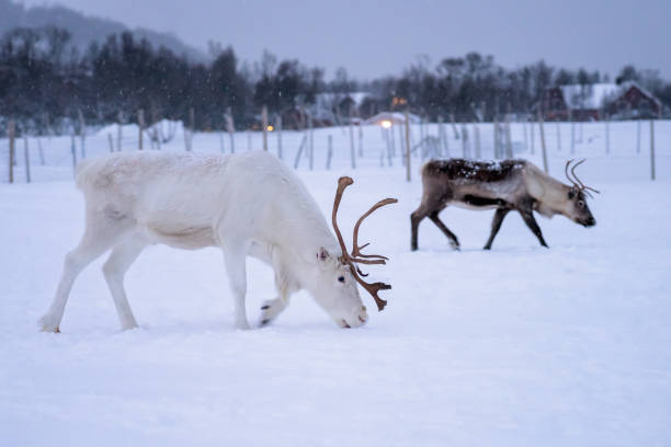 istock Albino reindeer with massive antlers 1146314487