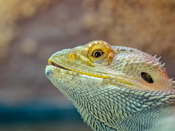 istock Close up of a bearded dragon lizard 1146314521