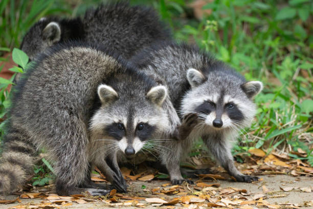 istock Raccoons in the wild 1146315115