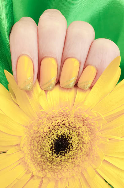 istock female manicure, gerbera flower, silk fabric 1146315165