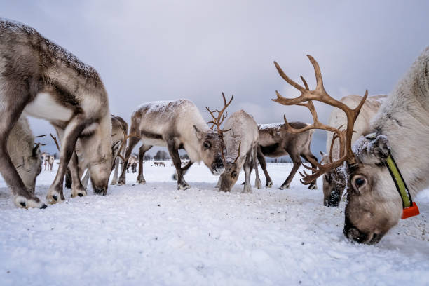 istock Herd of reindeers looking for food 1146316315