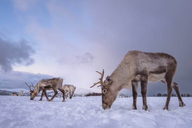 istock Herd of reindeers looking for food 1146316326