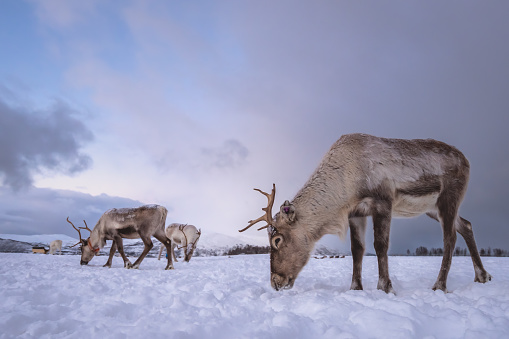 Herd of reindeers looking for food in snow, Tromso region, Northern Norway