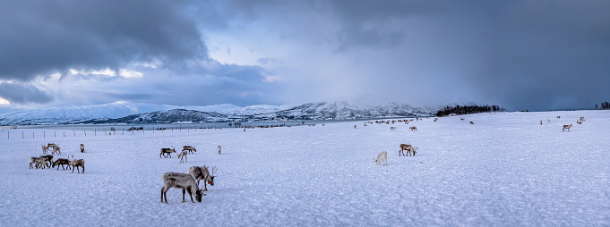 Panorama of mountain winter landscape with Reindeers wandering in snow, Tromso region, Northern Norway