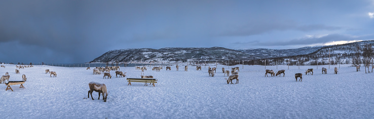 Panorama of mountain winter landscape with Reindeers wandering in snow, Tromso region, Northern Norway
