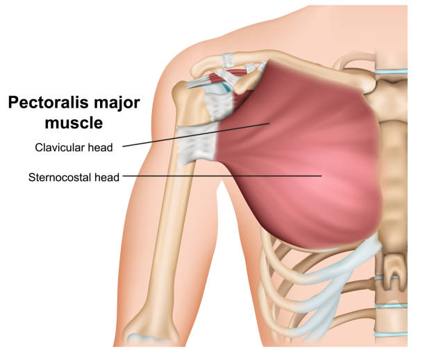 ilustrações, clipart, desenhos animados e ícones de anatomia principal do músculo do peito de pectoralis, ilustração médica do vetor 3d no fundo branco - external oblique