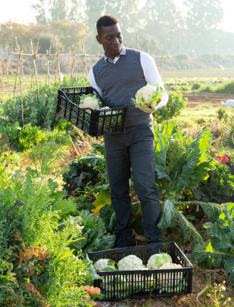 istock Male harvesting cauliflowers 1146316467