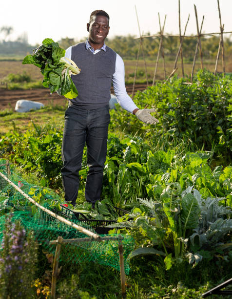 istock Satisfied man showing harvest of leaf beets 1146316509
