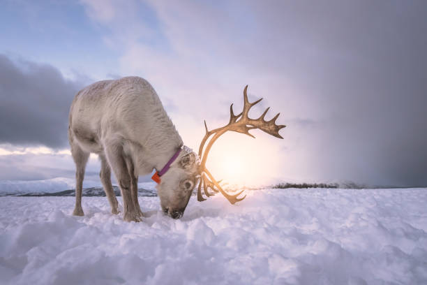 Reindeer digging in snow in search of food Portrait of a reindeer with massive antlers digging in snow in search of food, Tromso region, Northern Norway tromso stock pictures, royalty-free photos & images