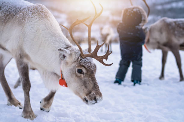 istock Reindeer with massive antlers wandering in snow 1146316592