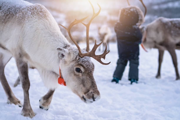 renar med massiva horn som vandrar i snö - same direction bildbanksfoton och bilder