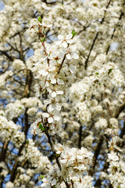 istock white blossoms of plum trees in spring, blurred background 1146317125