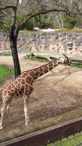 istock Giraffe at the zoo 1146317510