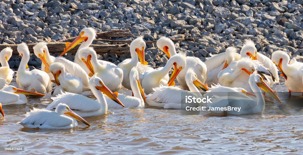 Many White Pelicans sunning and grooming themselves. Animal Stock Photo
