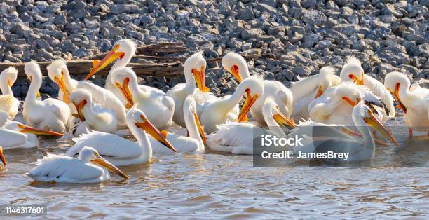 Many White Pelicans Sunning And Grooming Themselves Stock Photo - Download Image Now