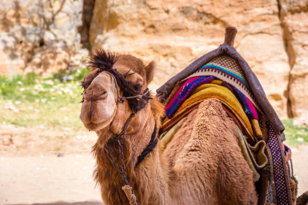 istock Camel resting on sand in little Petra, Jordan. 1146318301